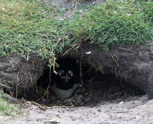 nesting jackass penguin in south africa