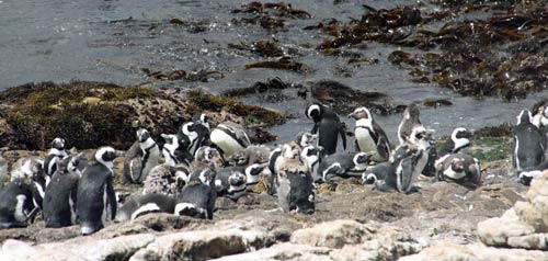 jackass penguin colony south africa