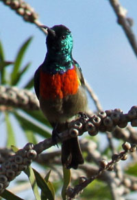 Bright South African birds