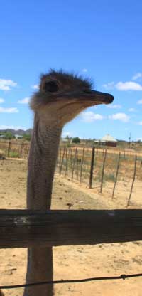 ostrich in South Africa